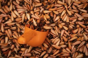 Pine nuts Nutritious snack